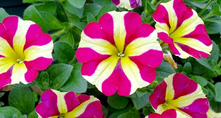 close up of pink and yellow striped hybrid petunias
